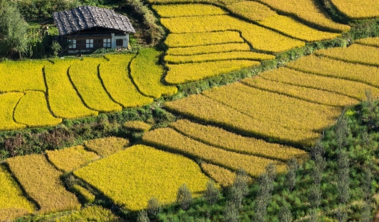 Bhutan Rice Terraces 1