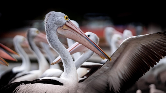 Pelicans Woy Woy