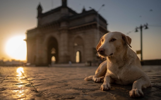 Dog Waiting Mumbai