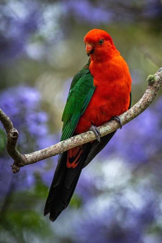 King Parrot Jacarandas 1 1