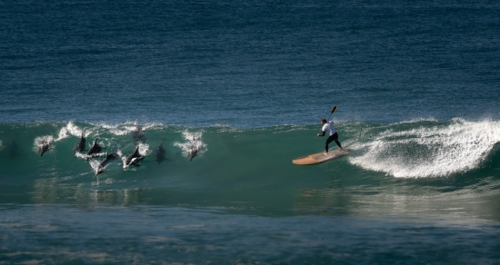 Surfing Dolphins